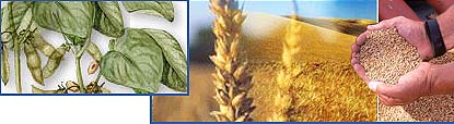 Food Traders, Argentine Exports, Exportadores de Alimentos,Trigo, Corn - Maize, Soybeans, Beans,Crude Soybean Oil, Crude Sunflower Oil, Refined bottled Soybean Oil, Refined Bottled Sunflower Oil, Feedstuffs, Soybean meal, Alimentos para Animales - Proteinas, Aceites vegetales Crudos, Aceites vegetales Refinados y Envasados, Trigo, Maiz, Harina de Soja, Legumbres Secas