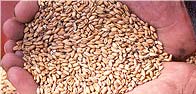 Food Traders, Argentine Exports, Exportadores de Alimentos,Trigo, Corn - Maize, Soybeans, Beans,Crude Soybean Oil, Crude Sunflower Oil, Refined bottled Soybean Oil, Refined Bottled Sunflower Oil, Feedstuffs, Soybean meal, Alimentos para Animales - Proteinas, Aceites vegetales Crudos, Aceites vegetales Refinados y Envasados, Trigo, Maiz, Harina de Soja, Legumbres Secas