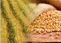 Food Traders, Argentine Exports, Exportadores de Alimentos,Trigo, Corn - Maize, Soybeans, Beans,Crude Soybean Oil, Crude Sunflower Oil, Refined bottled Soybean Oil, Refined Bottled Sunflower Oil, Feedstuffs, Soybean meal, Alimentos para Animales - Proteinas, Aceites vegetales Crudos, Aceites vegetales Refinados y Envasados, Trigo, Maiz, Harina de Soja, Legumbres Secas