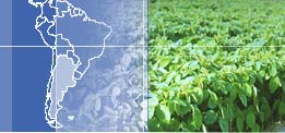 Food Traders, Argentine Exports, Exportadores de Alimentos,Trigo, Corn - Maize, Soybeans, Beans,Crude Soybean Oil, Crude Sunflower Oil, Refined bottled Soybean Oil, Refined Bottled Sunflower Oil, Feedstuffs, Soybean meal, Alimentos para Animales - Proteinas, Aceites vegetales Crudos, Aceites vegetales Refinados y Envasados, Trigo, Maiz, Harina de Soja, Legumbres Secas