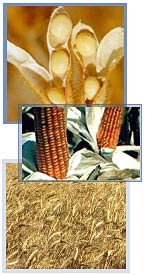 Food Traders, Argentine Exports, Exportadores de Alimentos,Trigo, Corn - Maize, Soybeans, Beans,Crude Soybean Oil, Crude Sunflower Oil, Refined bottled Soybean Oil, Refined Bottled Sunflower Oil, Feedstuffs, Soybean meal, Alimentos para Animales - Proteinas, Aceites vegetales Crudos, Aceites vegetales Refinados y Envasados, Trigo, Maiz, Harina de Soja, Legumbres Secas