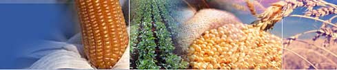 Food Traders, Argentine Exports, Exportadores de Alimentos,Trigo, Corn - Maize, Soybeans, Beans,Crude Soybean Oil, Crude Sunflower Oil, Refined bottled Soybean Oil, Refined Bottled Sunflower Oil, Feedstuffs, Soybean meal, Alimentos para Animales - Proteinas, Aceites vegetales Crudos, Aceites vegetales Refinados y Envasados, Trigo, Maiz, Harina de Soja, Legumbres Secas