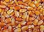 Maize