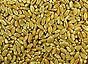 Wheat
